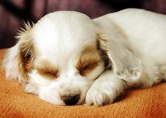 포토 JPG 동물 척추동물 한마리 육지동물 반려견 포유류 실내 사람없음 반려동물 코커스패니얼 스패니얼 잠 수면 개 강아지 아메리칸코커스패니얼 반려 국내포토 1 내부 물 파일형식