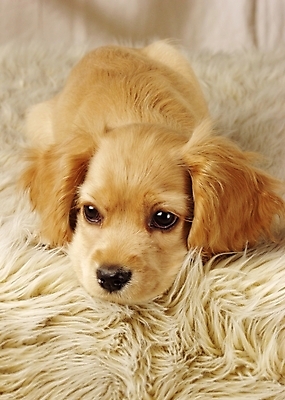 포토 JPG 동물 척추동물 한마리 육지동물 반려견 포유류 실내 사람없음 반려동물 코커스패니얼 스패니얼 개 강아지 아메리칸코커스패니얼 반려 국내포토 1 내부 파일형식