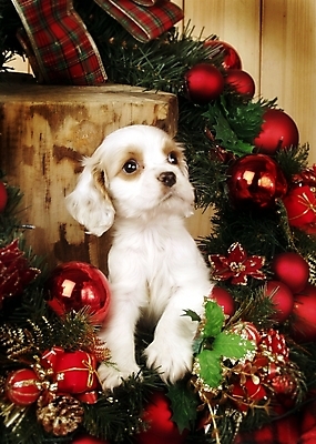 포토 JPG 동물 척추동물 한마리 육지동물 반려견 크리스마스장식 크리스마스 포유류 실내 사람없음 장식 반려동물 화환 코커스패니얼 스패니얼 개 강아지 아메리칸코커스패니얼 반려 국내포토 1 기념일 꽃 내부 파일형식