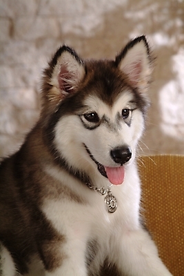 포토 JPG 동물 척추동물 한마리 육지동물 반려견 포유류 실내 사람없음 반려동물 개 강아지 썰매개 알래스칸말라뮤트 말라비 반려 국내포토 1 내부 파일형식