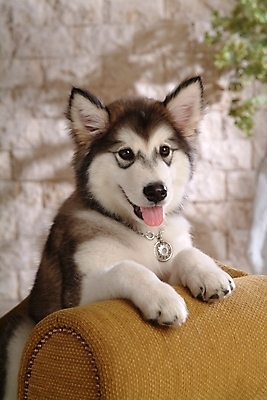 포토 JPG 식물 동물 척추동물 한마리 육지동물 화분 반려견 의자 포유류 실내 사람없음 반려동물 소파 개 강아지 썰매개 알래스칸말라뮤트 말라비 반려 국내포토 1 가구 내부 파일형식