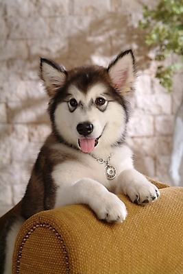 포토 JPG 식물 동물 척추동물 한마리 육지동물 반려견 의자 포유류 실내 사람없음 반려동물 소파 개 강아지 썰매개 알래스칸말라뮤트 말라비 반려 국내포토 1 가구 내부 파일형식