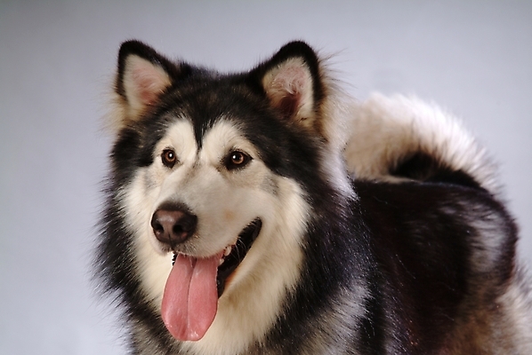 포토 JPG 스튜디오촬영 동물 척추동물 한마리 육지동물 반려견 포유류 사람없음 반려동물 개 강아지 썰매개 알래스칸말라뮤트 말라비 반려 국내포토 1 실내 파일형식