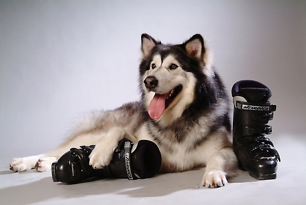 포토 JPG 스튜디오촬영 동물 척추동물 한마리 육지동물 반려견 스포츠용품 포유류 사람없음 반려동물 개 강아지 썰매개 알래스칸말라뮤트 말라비 반려 스키화 국내포토 1 스포츠 실내 오브젝트 스키장비 파일형식