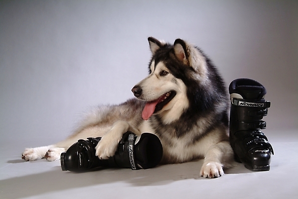 포토 JPG 스튜디오촬영 동물 척추동물 한마리 육지동물 반려견 스포츠용품 포유류 사람없음 반려동물 개 강아지 썰매개 알래스칸말라뮤트 말라비 반려 스키화 국내포토 1 스포츠 실내 오브젝트 스키장비 파일형식