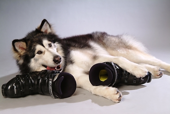 포토 JPG 스튜디오촬영 동물 척추동물 한마리 육지동물 반려견 스포츠용품 포유류 사람없음 반려동물 개 강아지 썰매개 알래스칸말라뮤트 말라비 반려 스키화 국내포토 1 스포츠 실내 오브젝트 스키장비 파일형식