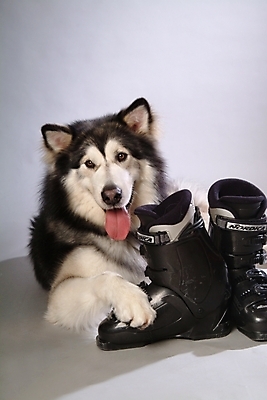 포토 JPG 스튜디오촬영 동물 척추동물 한마리 육지동물 반려견 스포츠용품 포유류 사람없음 반려동물 개 강아지 썰매개 알래스칸말라뮤트 말라비 반려 스키화 국내포토 1 스포츠 실내 오브젝트 스키장비 파일형식