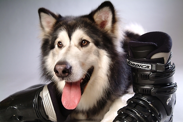 포토 JPG 스튜디오촬영 동물 척추동물 한마리 육지동물 반려견 스포츠용품 포유류 사람없음 반려동물 개 강아지 썰매개 알래스칸말라뮤트 말라비 반려 스키화 국내포토 1 스포츠 실내 오브젝트 스키장비 파일형식