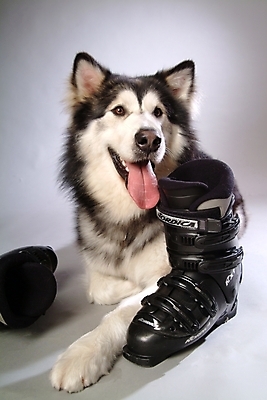 포토 JPG 스튜디오촬영 동물 척추동물 한마리 육지동물 반려견 스포츠용품 포유류 사람없음 반려동물 개 강아지 썰매개 알래스칸말라뮤트 말라비 반려 스키화 국내포토 1 스포츠 실내 오브젝트 스키장비 파일형식