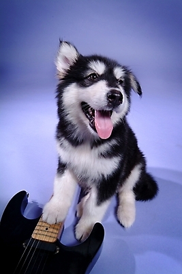포토 JPG 스튜디오촬영 동물 척추동물 한마리 육지동물 반려견 악기 포유류 사람없음 반려동물 기타 개 강아지 일렉기타 썰매개 알래스칸말라뮤트 말라비 반려 국내포토 1 음악 현악기 실내 파일형식