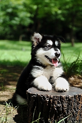 포토 JPG 주간 나무 식물 동물 척추동물 한마리 육지동물 반려견 포유류 잔디 초원 사람없음 야외 반려동물 풀 개 강아지 숲 썰매개 알래스칸말라뮤트 말라비 나무밑둥 반려 국내포토 자연요소 1 파일형식