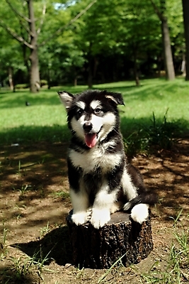 포토 JPG 주간 나무 식물 동물 척추동물 한마리 육지동물 반려견 포유류 잔디 초원 사람없음 야외 반려동물 풀 개 강아지 숲 썰매개 알래스칸말라뮤트 말라비 나무밑둥 반려 국내포토 자연요소 1 파일형식