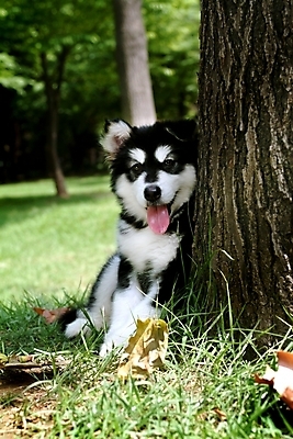 포토 JPG 주간 나무 식물 동물 척추동물 한마리 육지동물 반려견 포유류 잔디 사람없음 야외 반려동물 개 강아지 숲 썰매개 알래스칸말라뮤트 말라비 반려 국내포토 자연요소 1 파일형식