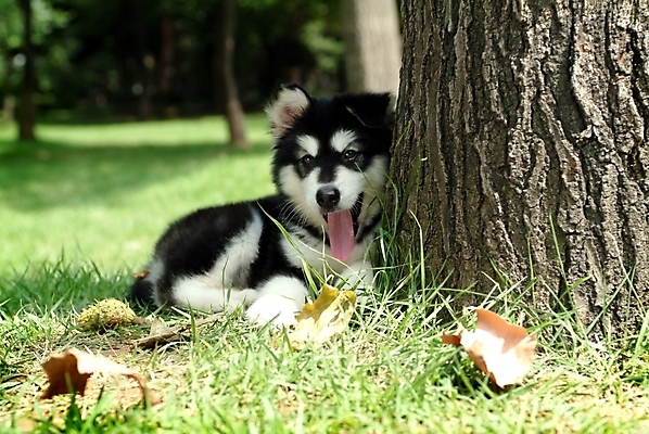 포토 JPG 주간 나무 식물 동물 척추동물 한마리 육지동물 반려견 포유류 잔디 사람없음 야외 반려동물 개 강아지 숲 썰매개 알래스칸말라뮤트 말라비 반려 국내포토 자연요소 1 파일형식