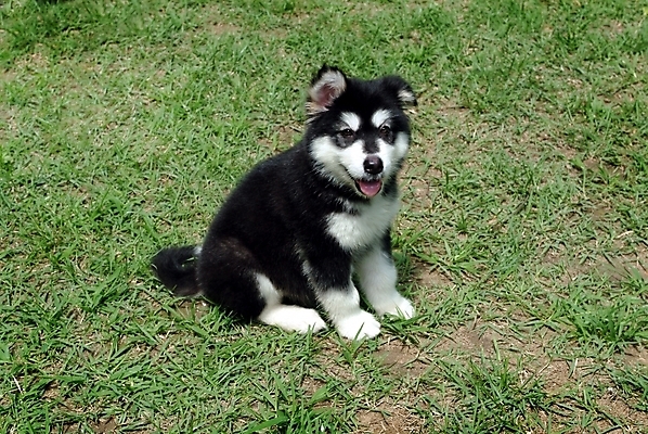 포토 JPG 주간 식물 동물 척추동물 한마리 육지동물 반려견 포유류 잔디 사람없음 야외 반려동물 개 강아지 썰매개 알래스칸말라뮤트 말라비 반려 국내포토 자연요소 1 파일형식