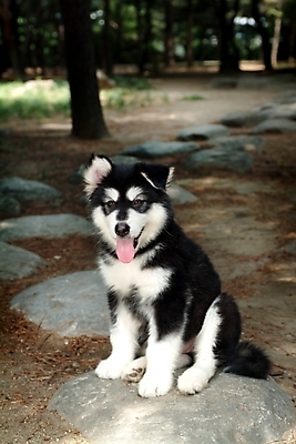 포토 JPG 주간 나무 식물 동물 척추동물 한마리 육지동물 반려견 길 포유류 사람없음 야외 반려동물 돌_바위 개 강아지 숲 썰매개 알래스칸말라뮤트 말라비 돌징검다리 반려 국내포토 자연요소 1 징검다리 파일형식