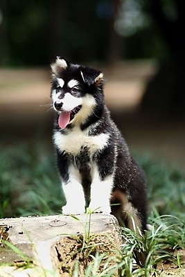 포토 JPG 주간 나무 식물 동물 척추동물 한마리 육지동물 반려견 포유류 잔디 사람없음 야외 반려동물 풀 개 강아지 썰매개 알래스칸말라뮤트 말라비 나무밑둥 반려 국내포토 자연요소 1 파일형식
