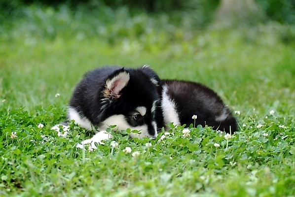 포토 JPG 주간 식물 동물 척추동물 한마리 육지동물 반려견 포유류 잔디 초원 사람없음 야외 반려동물 풀 개 강아지 썰매개 알래스칸말라뮤트 말라비 반려 국내포토 자연요소 1 파일형식