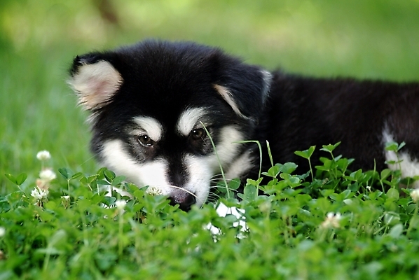 포토 JPG 주간 식물 동물 척추동물 한마리 육지동물 반려견 포유류 잔디 초원 사람없음 야외 반려동물 풀 개 강아지 썰매개 알래스칸말라뮤트 말라비 반려 국내포토 자연요소 1 파일형식