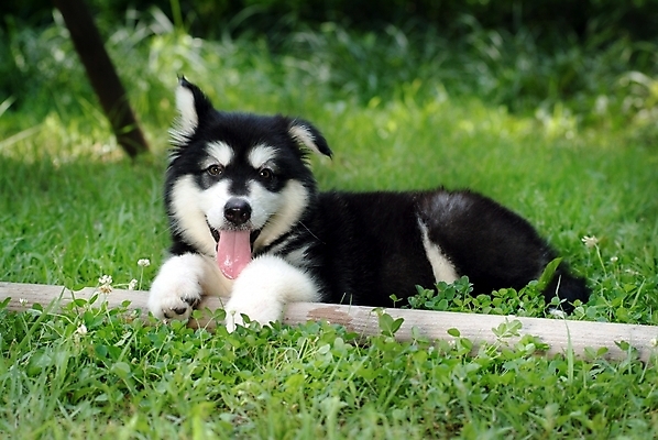 포토 JPG 주간 식물 동물 척추동물 한마리 육지동물 반려견 포유류 잔디 초원 사람없음 야외 반려동물 풀 개 강아지 썰매개 알래스칸말라뮤트 말라비 반려 국내포토 자연요소 1 파일형식