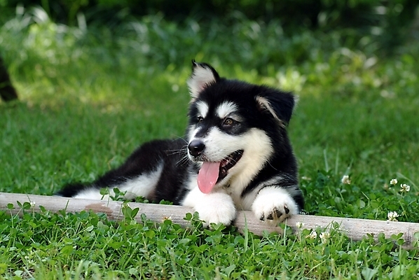 포토 JPG 주간 식물 동물 척추동물 한마리 육지동물 반려견 포유류 잔디 초원 사람없음 야외 반려동물 풀 개 강아지 썰매개 알래스칸말라뮤트 말라비 반려 국내포토 자연요소 1 파일형식