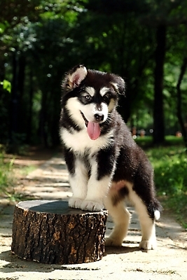 포토 JPG 주간 나무 식물 동물 척추동물 한마리 육지동물 반려견 길 포유류 사람없음 야외 반려동물 개 강아지 숲 썰매개 나무토막 알래스칸말라뮤트 말라비 반려 국내포토 자연요소 1 파일형식
