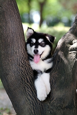 포토 JPG 주간 나무 식물 동물 척추동물 한마리 육지동물 반려견 포유류 사람없음 야외 반려동물 개 강아지 썰매개 알래스칸말라뮤트 말라비 반려 국내포토 자연요소 1 파일형식