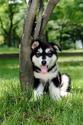 포토 JPG 주간 나무 식물 동물 척추동물 한마리 육지동물 반려견 포유류 잔디 사람없음 야외 반려동물 개 강아지 썰매개 알래스칸말라뮤트 말라비 반려 국내포토 자연요소 1 파일형식