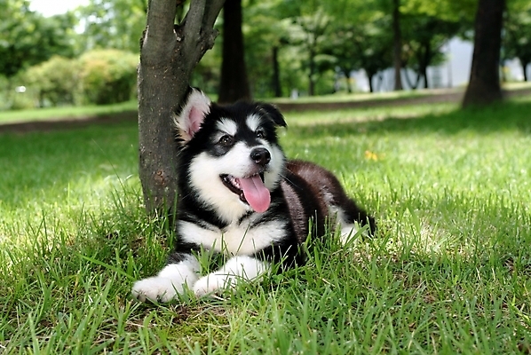 포토 JPG 주간 나무 식물 동물 척추동물 한마리 육지동물 반려견 포유류 잔디 사람없음 야외 반려동물 개 강아지 썰매개 알래스칸말라뮤트 말라비 반려 국내포토 자연요소 1 파일형식