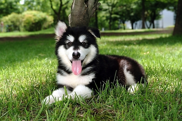 포토 JPG 주간 나무 식물 동물 척추동물 한마리 육지동물 반려견 포유류 잔디 사람없음 야외 반려동물 개 강아지 썰매개 알래스칸말라뮤트 말라비 반려 국내포토 자연요소 1 파일형식