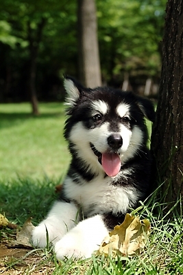 포토 JPG 주간 나무 식물 동물 척추동물 한마리 육지동물 반려견 낙엽 포유류 잔디 초원 사람없음 야외 반려동물 풀 개 강아지 썰매개 알래스칸말라뮤트 말라비 반려 국내포토 자연요소 1 잎 파일형식