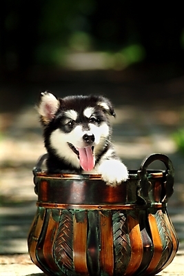 포토 JPG 주간 동물 척추동물 한마리 육지동물 반려견 포유류 사람없음 야외 반려동물 바구니 개 강아지 썰매개 알래스칸말라뮤트 말라비 반려 국내포토 자연요소 1 파일형식