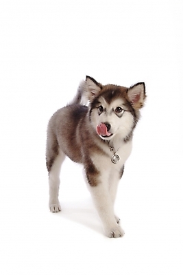 포토 JPG 스튜디오촬영 동물 척추동물 한마리 육지동물 반려견 포유류 사람없음 반려동물 개 강아지 썰매개 알래스칸말라뮤트 말라비 반려 국내포토 1 실내 파일형식