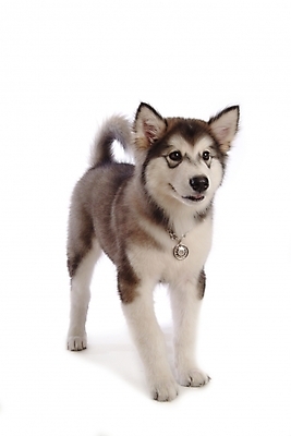 포토 JPG 스튜디오촬영 동물 척추동물 한마리 육지동물 반려견 포유류 사람없음 반려동물 개 강아지 썰매개 알래스칸말라뮤트 말라비 반려 국내포토 1 실내 파일형식