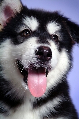 포토 JPG 스튜디오촬영 동물 척추동물 한마리 육지동물 반려견 포유류 사람없음 반려동물 개 강아지 썰매개 알래스칸말라뮤트 말라비 반려 국내포토 1 실내 파일형식