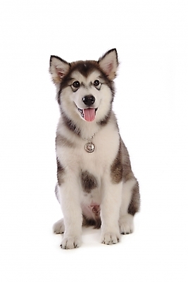 포토 JPG 스튜디오촬영 동물 척추동물 한마리 육지동물 반려견 포유류 사람없음 반려동물 개 강아지 썰매개 알래스칸말라뮤트 말라비 반려 국내포토 1 실내 파일형식