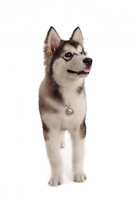 포토 JPG 스튜디오촬영 동물 척추동물 한마리 육지동물 반려견 포유류 사람없음 반려동물 개 강아지 썰매개 알래스칸말라뮤트 말라비 반려 국내포토 1 실내 파일형식