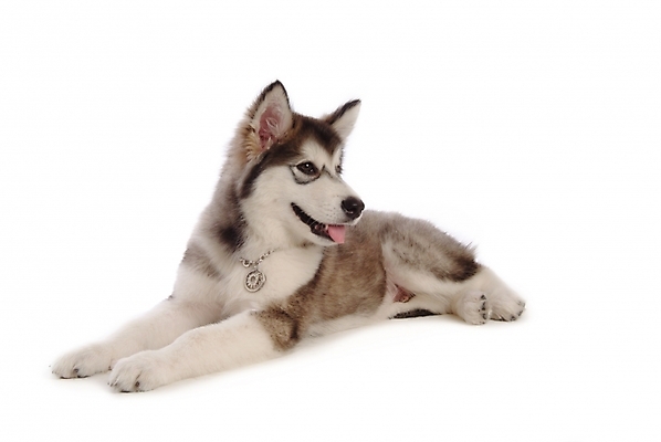 포토 JPG 스튜디오촬영 동물 척추동물 한마리 육지동물 반려견 포유류 사람없음 반려동물 개 강아지 썰매개 알래스칸말라뮤트 말라비 반려 국내포토 1 실내 파일형식