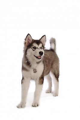 포토 JPG 스튜디오촬영 동물 척추동물 한마리 육지동물 반려견 포유류 사람없음 반려동물 개 강아지 썰매개 알래스칸말라뮤트 말라비 반려 국내포토 1 실내 파일형식