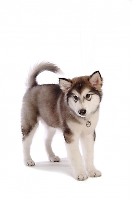 포토 JPG 스튜디오촬영 동물 척추동물 한마리 육지동물 반려견 포유류 사람없음 반려동물 개 강아지 썰매개 알래스칸말라뮤트 말라비 반려 국내포토 1 실내 파일형식