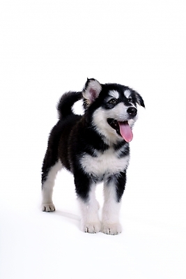 포토 JPG 스튜디오촬영 동물 척추동물 한마리 육지동물 반려견 포유류 사람없음 반려동물 개 강아지 썰매개 알래스칸말라뮤트 말라비 반려 국내포토 1 실내 파일형식