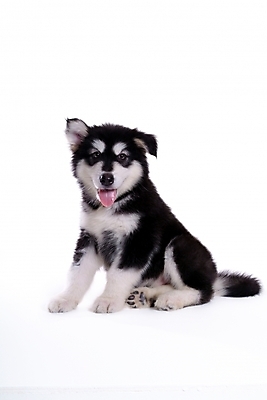 포토 JPG 스튜디오촬영 동물 척추동물 한마리 육지동물 반려견 포유류 사람없음 반려동물 개 강아지 썰매개 알래스칸말라뮤트 말라비 반려 국내포토 1 실내 파일형식
