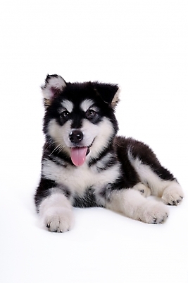 포토 JPG 스튜디오촬영 동물 척추동물 한마리 육지동물 반려견 포유류 사람없음 반려동물 개 강아지 썰매개 알래스칸말라뮤트 말라비 반려 국내포토 1 실내 파일형식