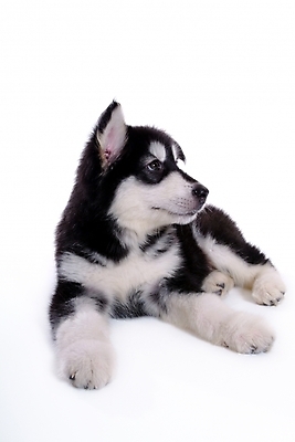 포토 JPG 스튜디오촬영 동물 척추동물 한마리 육지동물 반려견 포유류 사람없음 반려동물 개 강아지 썰매개 알래스칸말라뮤트 말라비 반려 국내포토 1 실내 파일형식