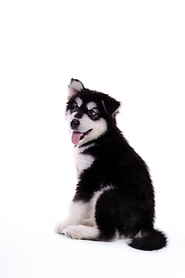 포토 JPG 스튜디오촬영 동물 척추동물 한마리 육지동물 반려견 포유류 사람없음 반려동물 개 강아지 썰매개 알래스칸말라뮤트 말라비 반려 국내포토 1 실내 파일형식