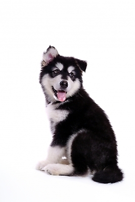 포토 JPG 스튜디오촬영 동물 척추동물 한마리 육지동물 반려견 포유류 사람없음 반려동물 개 강아지 썰매개 알래스칸말라뮤트 말라비 반려 국내포토 1 실내 파일형식