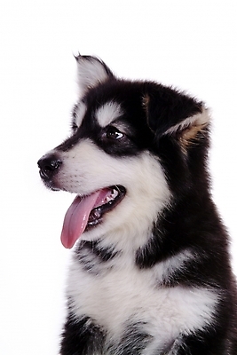 포토 JPG 스튜디오촬영 동물 척추동물 한마리 육지동물 반려견 포유류 사람없음 반려동물 개 강아지 썰매개 알래스칸말라뮤트 말라비 반려 국내포토 1 실내 파일형식