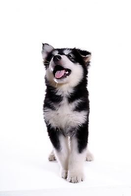 포토 JPG 스튜디오촬영 동물 척추동물 한마리 육지동물 반려견 포유류 사람없음 반려동물 개 강아지 썰매개 알래스칸말라뮤트 말라비 반려 국내포토 1 실내 파일형식