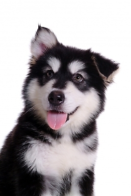 포토 JPG 스튜디오촬영 동물 척추동물 한마리 육지동물 반려견 포유류 사람없음 반려동물 개 강아지 썰매개 알래스칸말라뮤트 말라비 반려 국내포토 1 실내 파일형식