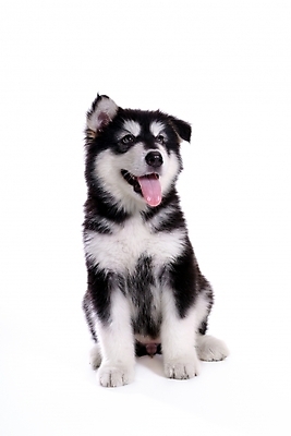 포토 JPG 스튜디오촬영 동물 척추동물 한마리 육지동물 반려견 포유류 사람없음 반려동물 개 강아지 썰매개 알래스칸말라뮤트 말라비 반려 국내포토 1 실내 파일형식